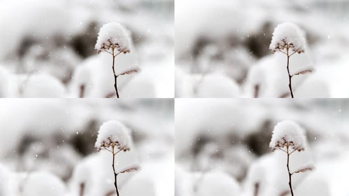 [4K]唯美下雪飘落雪花飘飘堆积成花朵