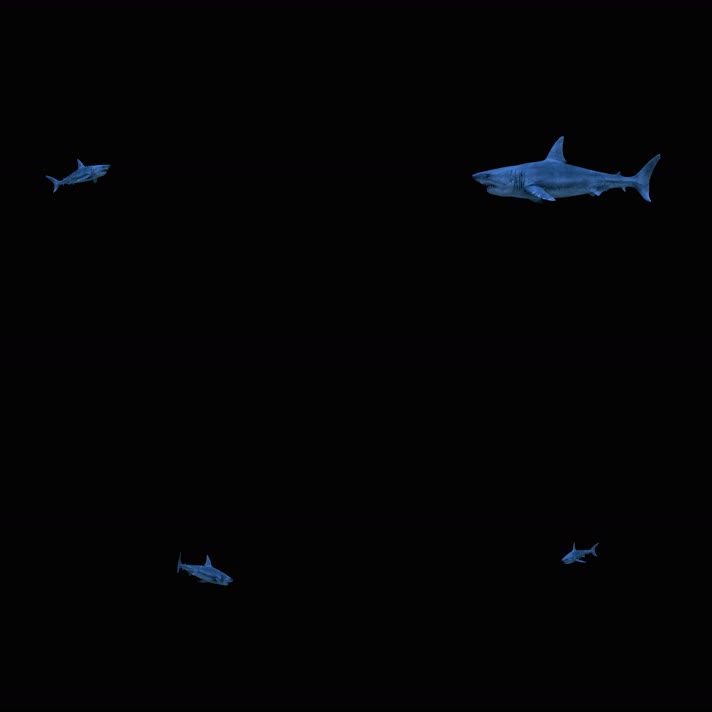 4K影视级全息鲨鱼（全网时间最长）