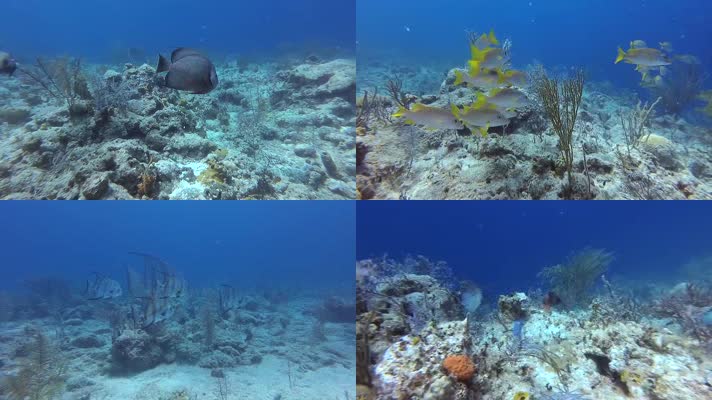 巴哈马群岛礁石珊瑚潜水