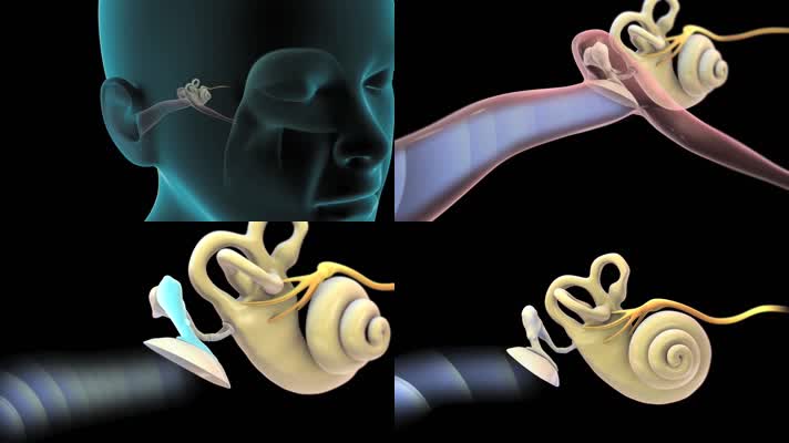 3D耳朵如何工作医疗视频