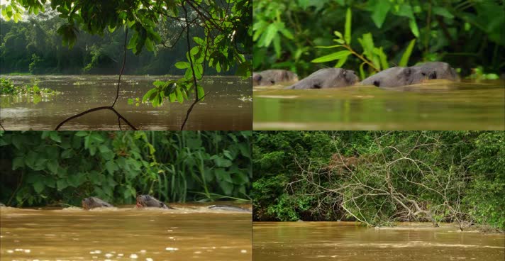 巴西野生动物凯门鳄攻击水赖