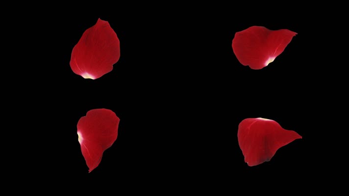 单片玫瑰花瓣通道循环 (4)