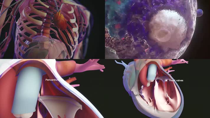 3D心血管系统医疗视频