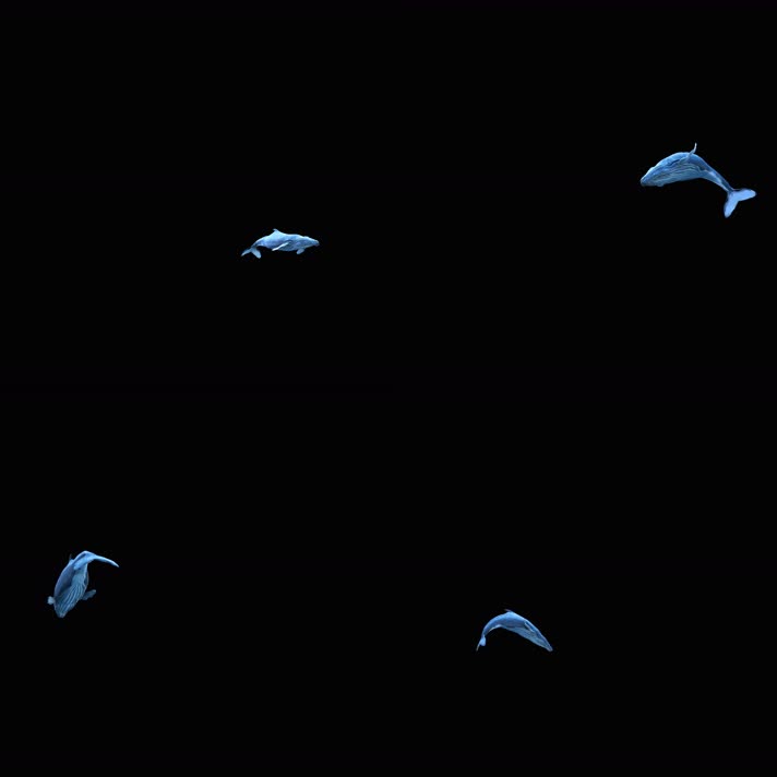 （1分13秒）4K影视级三维座头鲸