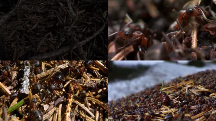 微观拍摄大自然蚂蚁族群