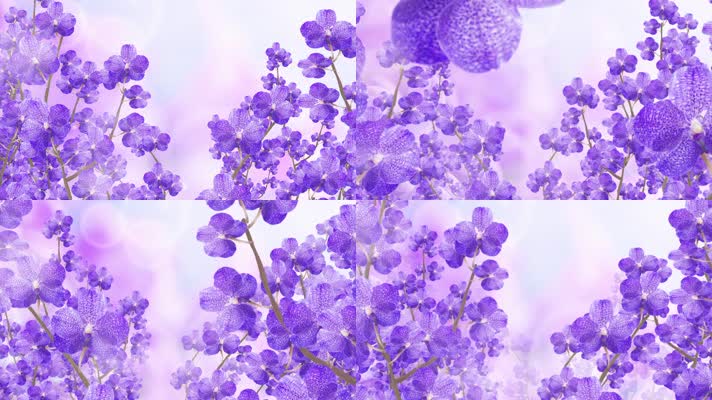水彩风紫色花瓣背景循环