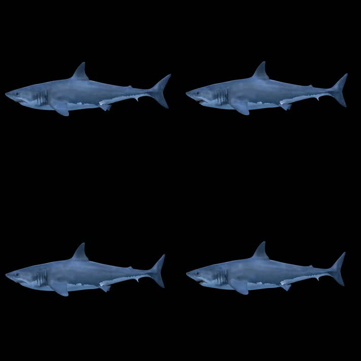 2K凶恶鲨鱼透明通道循环