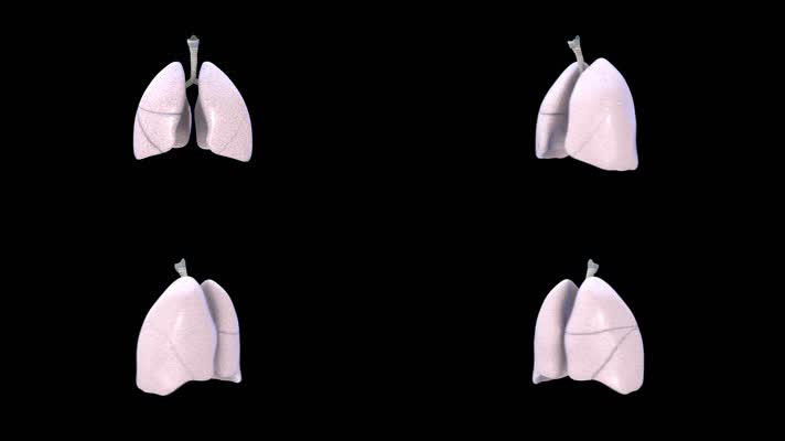 人体器官心肝脾肺肾视频素材带通道004