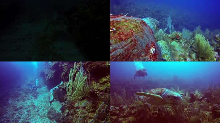 海洋世界海龟游泳潜水员跟拍