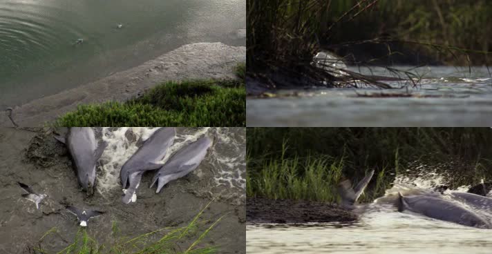 海豚搁浅死亡环境保护