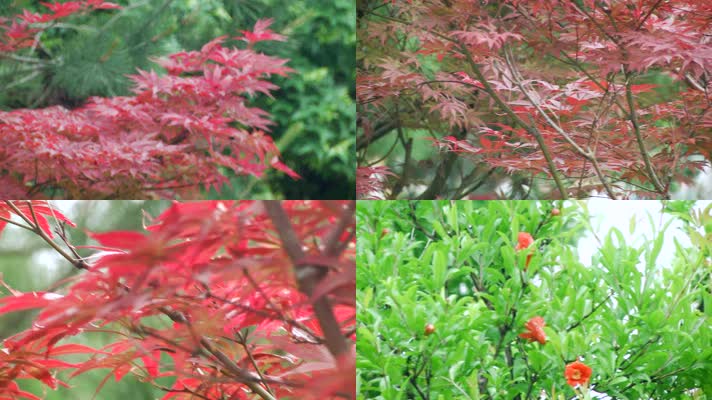 红叶与石榴树高清实拍