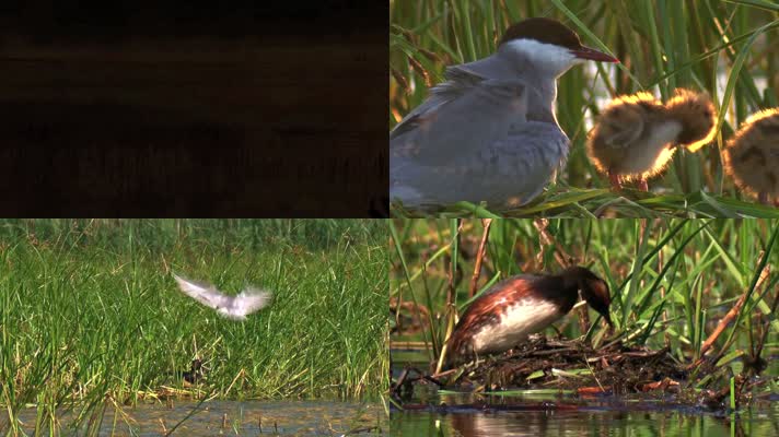 湿地公园鸟儿争鸣