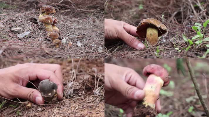 采摘野生蘑菇高清视频
