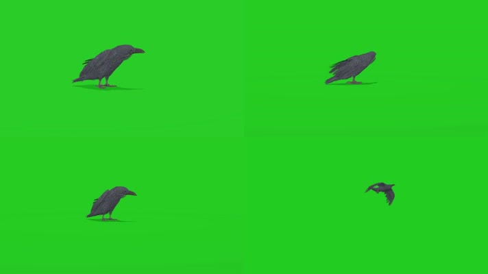 绿屏乌鸦特效抠像素材 画质检查