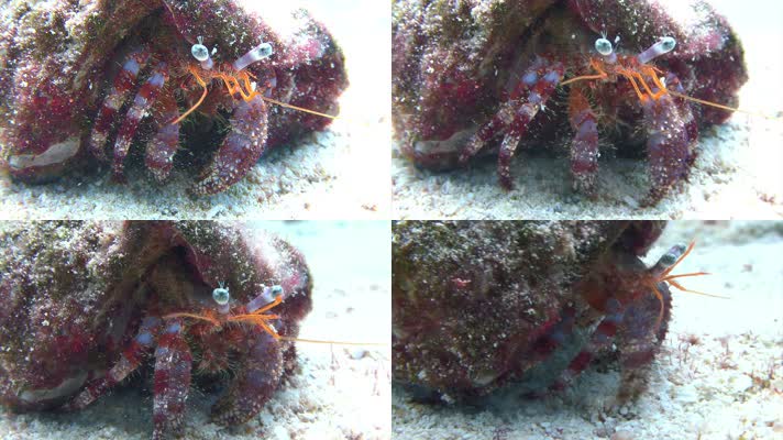 五彩斑斓寄居蟹海底爬行觅食