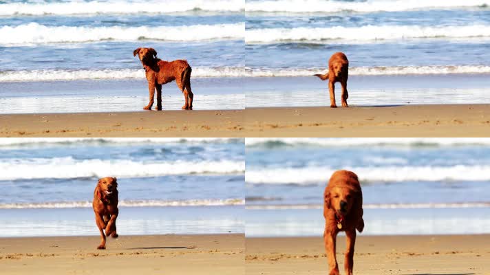 小狗在沙滩上跑步