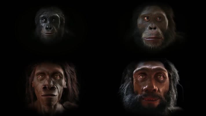 猩猩猴子人类发展史
