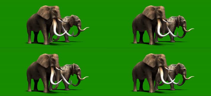 绿屏大象抠像素材