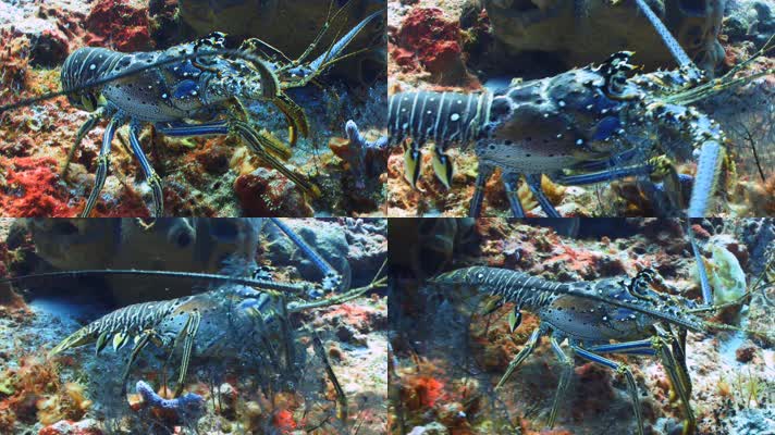 大龙虾海虾皮皮虾珊瑚礁石
