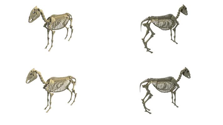 生物研究动物骨架360度展示