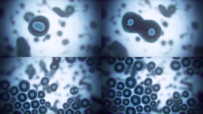 显微镜下细胞分裂