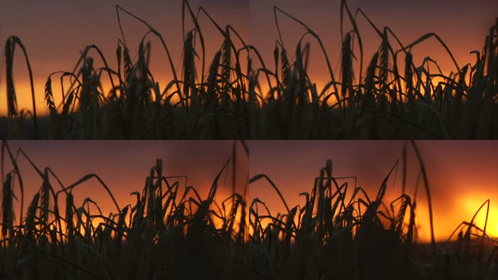 大麦轮廓和日出