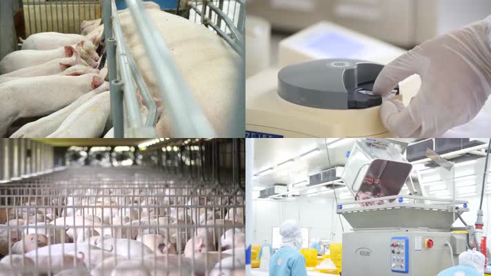 现代科技养殖屠宰猪肉包装产业链