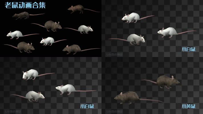 【HD】老鼠动画合集