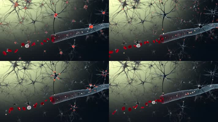 血管和神经网络