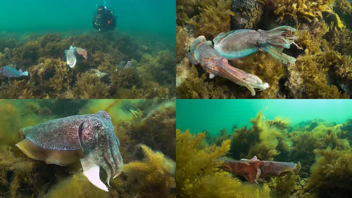 4K澳大利亚潜水海底世界