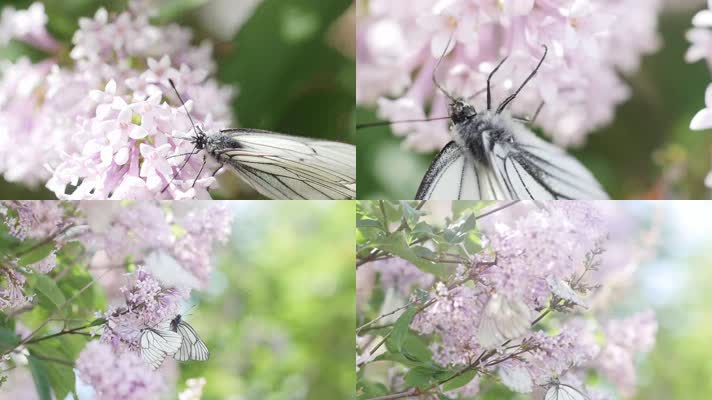 HD高清蝴蝶在粉色花上传播花粉梦幻飞舞素材
