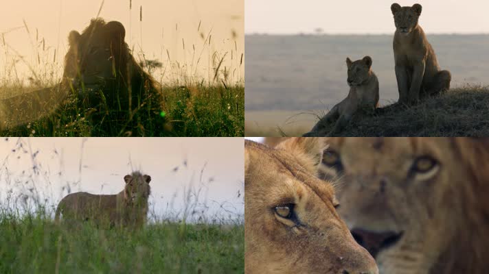野兽草原之王狮子近距离实拍实拍