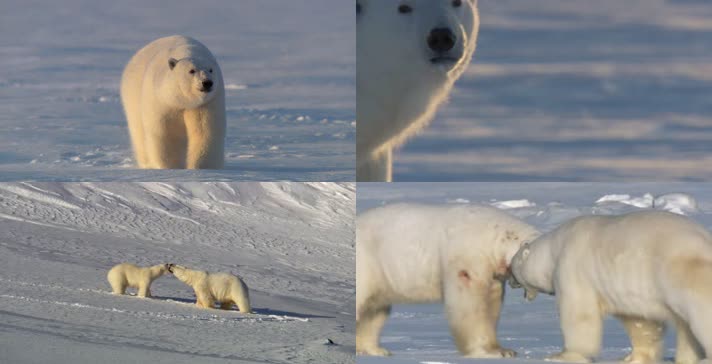 北极地区北极熊实景拍摄