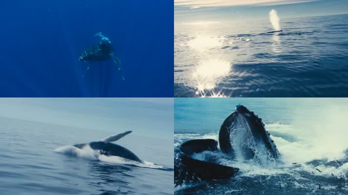 4K海底世界近距离鲸鱼拍摄视频