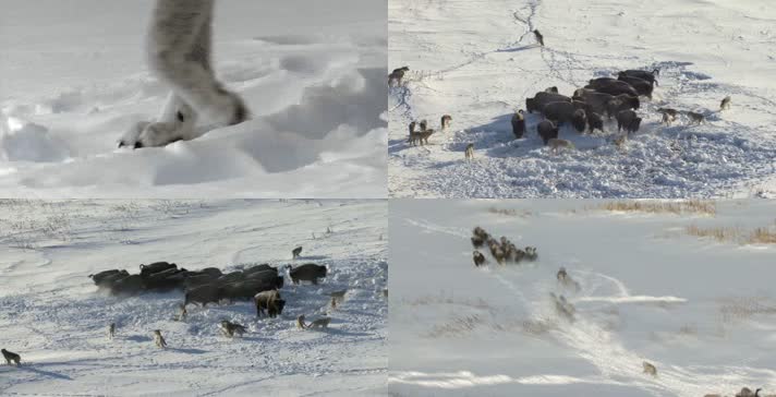 雪地雪地狼捕食黑水牛拍摄视频