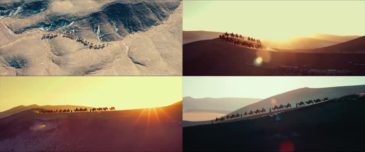  沙漠骆驼商队高清实拍