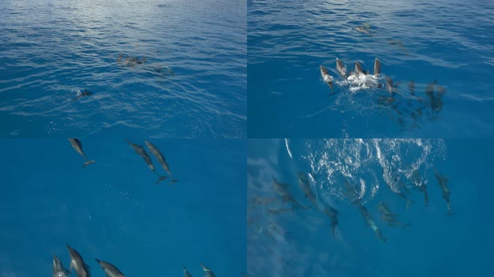 海豚游动 海豚游泳 海豚  