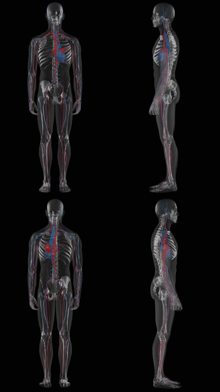 4K人类骨架医学视频素材手机抖音