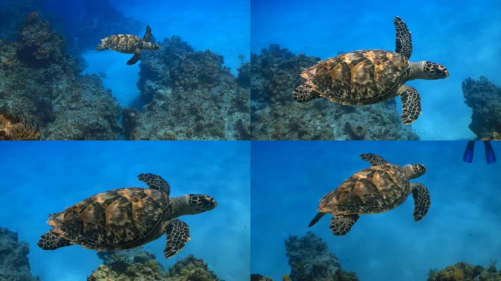 海龟 海洋动物 大海龟 保护动物  