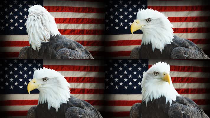 美国鹰 美国国旗 自信 国家象征  