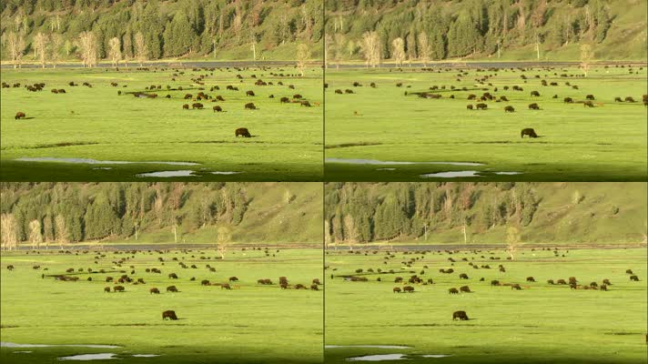 牛儿在草原上吃草