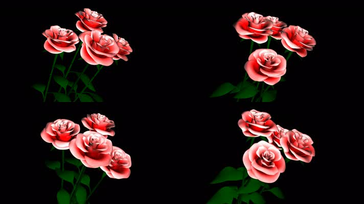 旋转的花朵 鲜花 花瓣 玫瑰 爱情 浪漫 背景