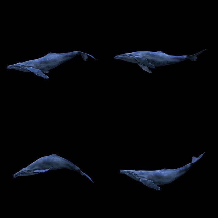 三维海豚 海豚跳跃 带通道  