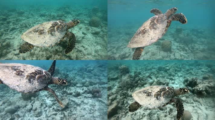 海龟 海洋动物 大海龟 