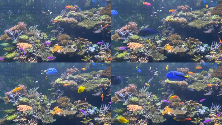 梦幻海底世界 美丽珊瑚 珊瑚礁  