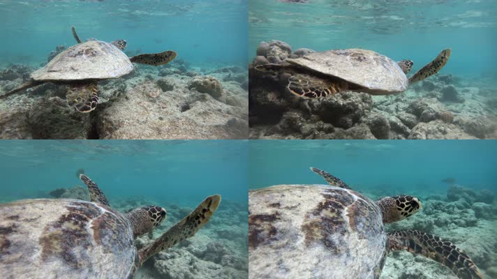 海龟 海洋动物 大海龟 保护动物  