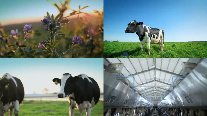 牛奶乳业奶牛牧场畜牧科技生态养殖