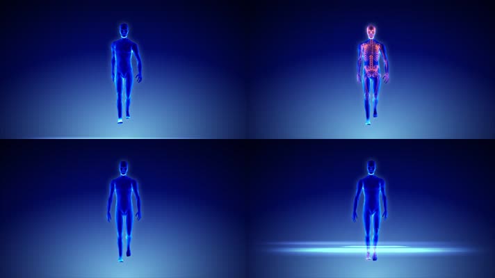 人体骨骼扫描动画 