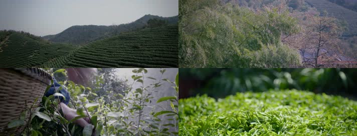 茶叶种植 制作绿茶