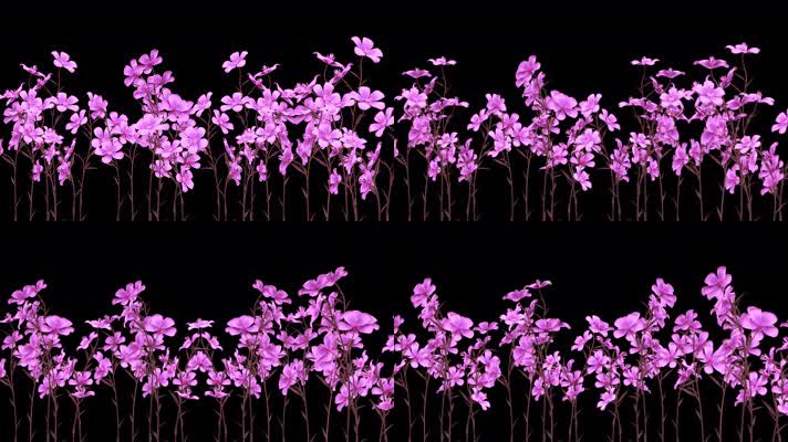 【带通道】紫色牵牛花开花生长